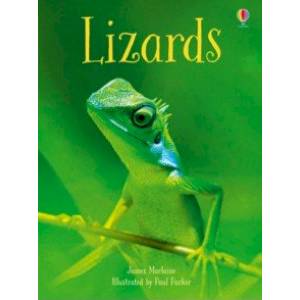 Lizards Lizards