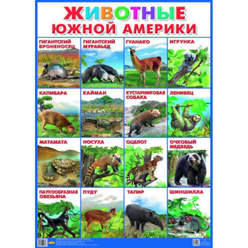 Кто живет в северной америке. Животные Южной Америки для детей. Плакат. Животные Южной Америки. Животные Южной Америки список. Животные которые живут в Южной Америке.