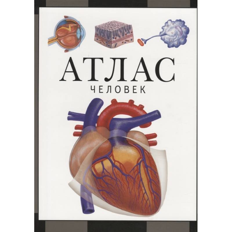 Атлас.Человек