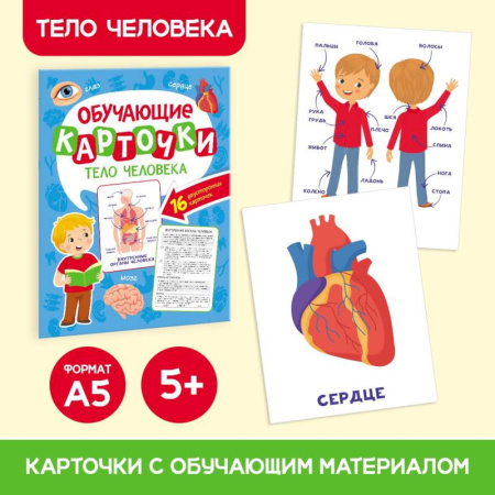 Книги для дошкольников (4-6 лет), книга Тело человека, 16 двусторонних карточек купить по скидке