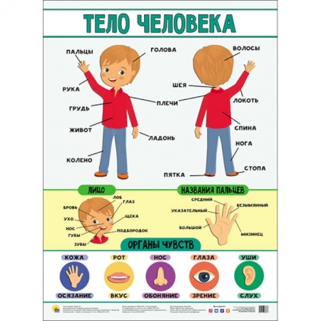 Книги для дошкольников (4-6 лет), книга Плакат. Тело человека купить по скидке