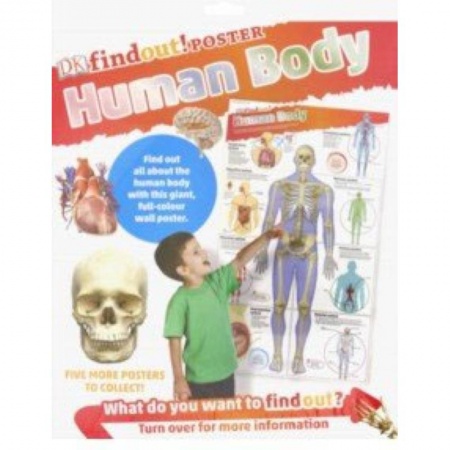Литература на иностранном языке для детей, книга DKfindout! Human Body Poste купить по скидке