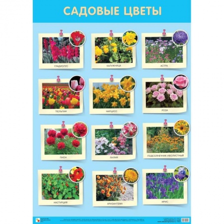 Развитие общих способностей, книга Садовые цветы купить по скидке